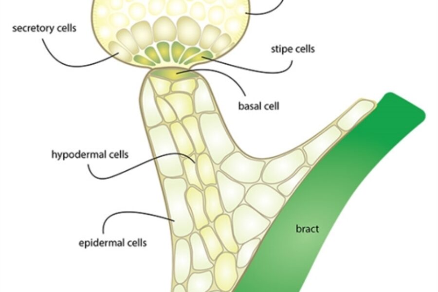 The Anatomy of The Trichome
