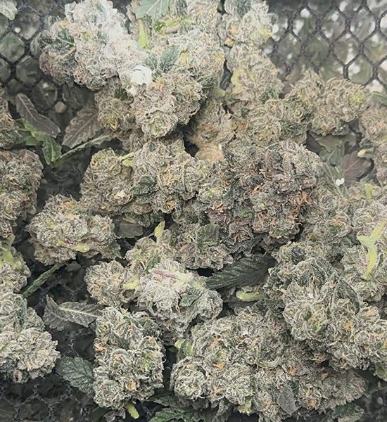 Fresh-Frozen-Bladeless-Trimmed-Cannabis-Original-Resinator-XL Fresh-Frozen-Bladeless-Trimmed-Cannabis-Original-Resinator-XL