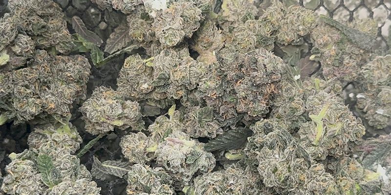 Fresh-Frozen-Bladeless-Trimmed-Cannabis-Original-Resinator-XL Fresh-Frozen-Bladeless-Trimmed-Cannabis-Original-Resinator-XL