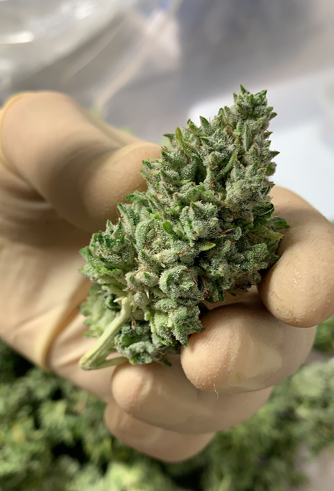 A perfectly trimmed live dried cannabis bud