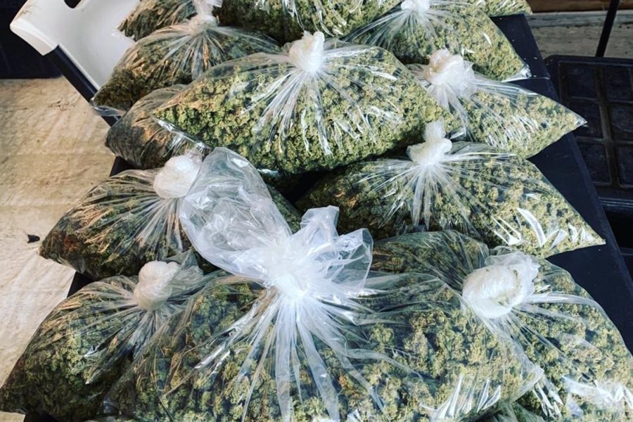 How to Trim Weed Faster & More Efficiently