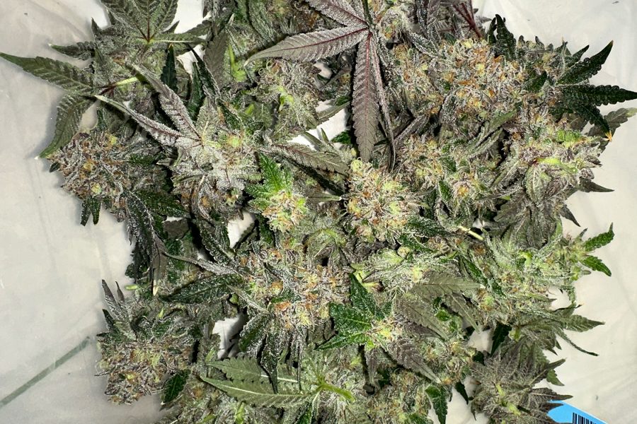 Pros & Cons of Hand Trimming vs Machine Trimming