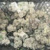 Best Ways to Store Trim for Butter and Live Edibles