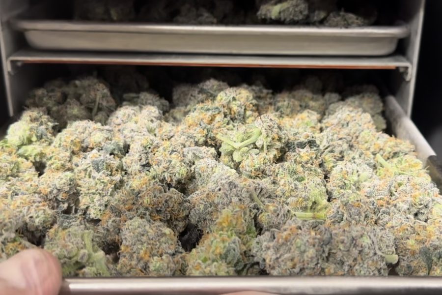 Why Freeze Dried Cannabis Makes Business Sense for Cultivators