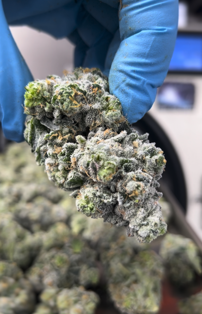 Freeze Dried Weed Example