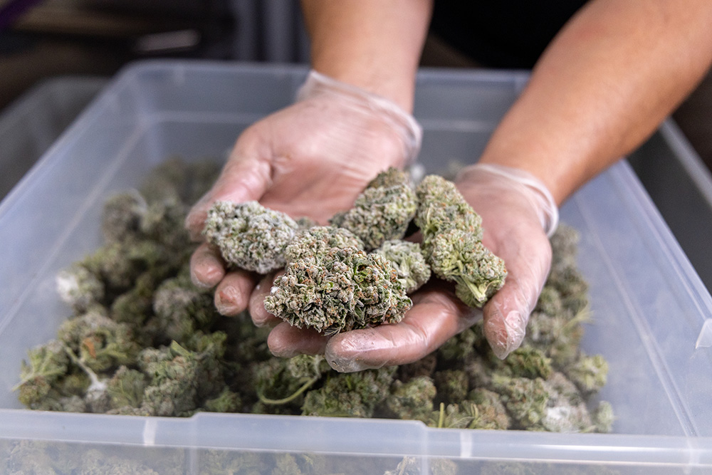 Dried cannabis buds being shown