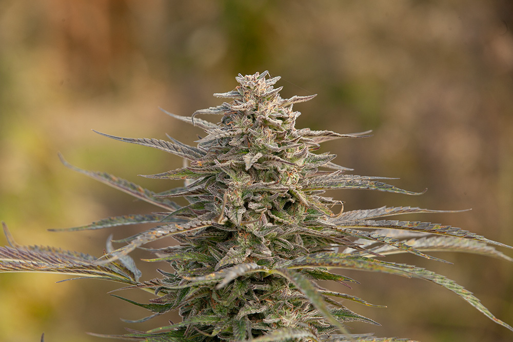 When to harvest cannabis plants bud image