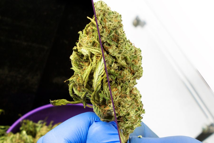 Cannabis Sugar Leaves – Everything You Should Know