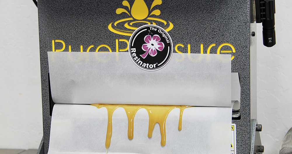 Live rosin being made on a rosin press