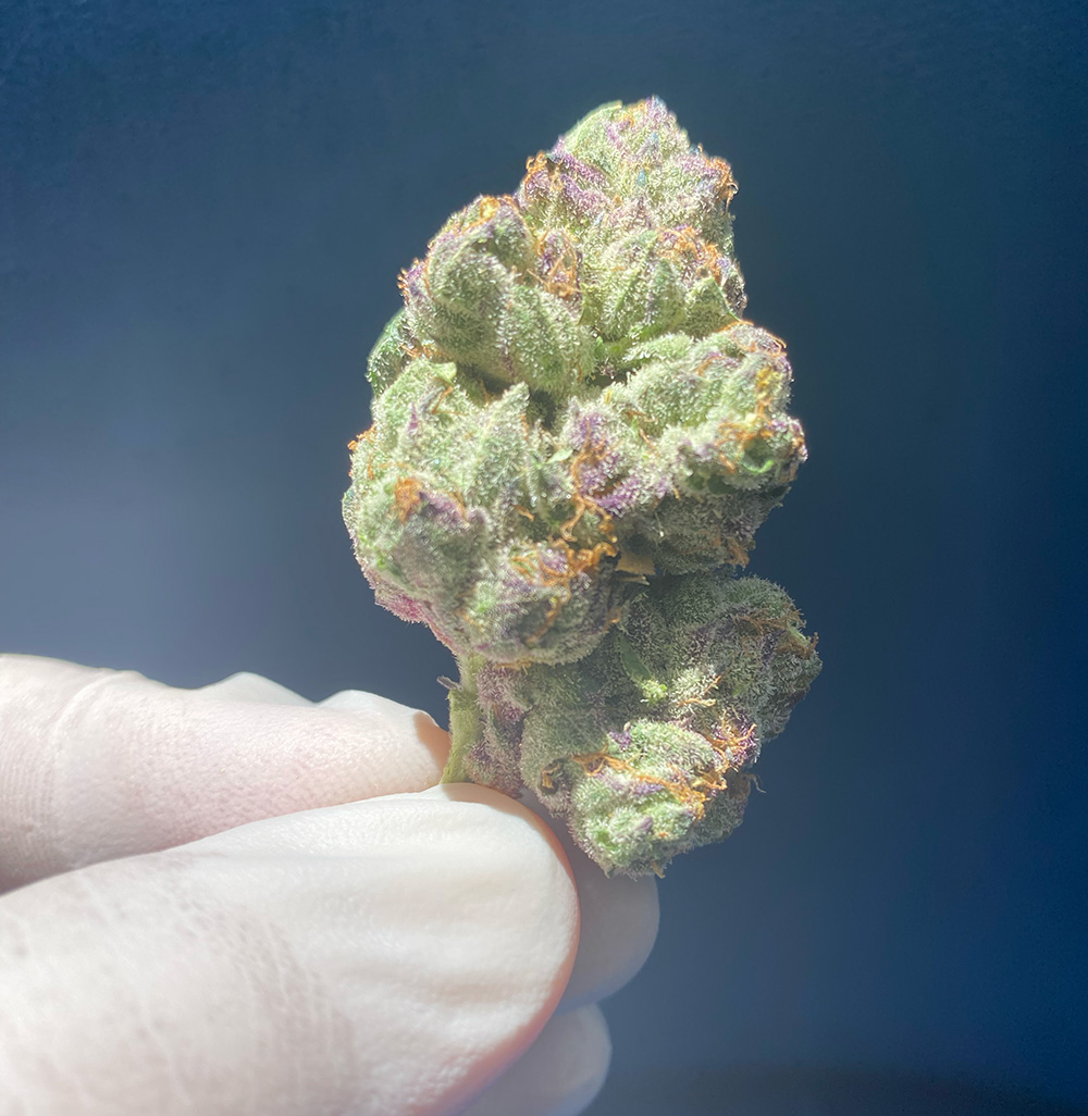 Live dried trimmed cannabis flower