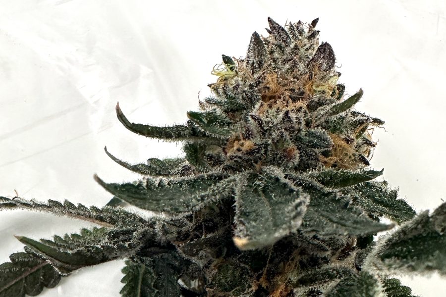 When to Harvest Cannabis for Best Quality and Yield