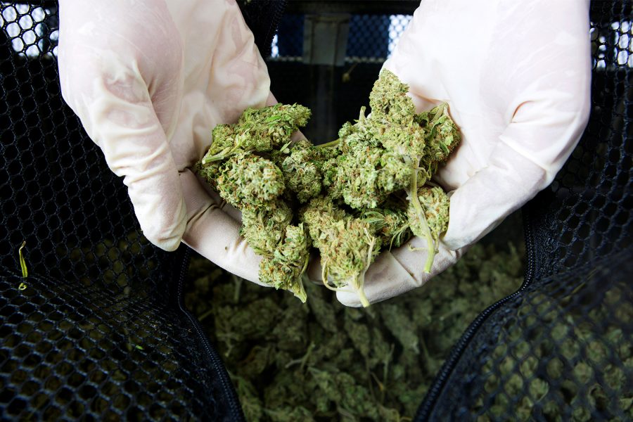 Why Cannabis Trimming Without Gloves Is a Bad Idea