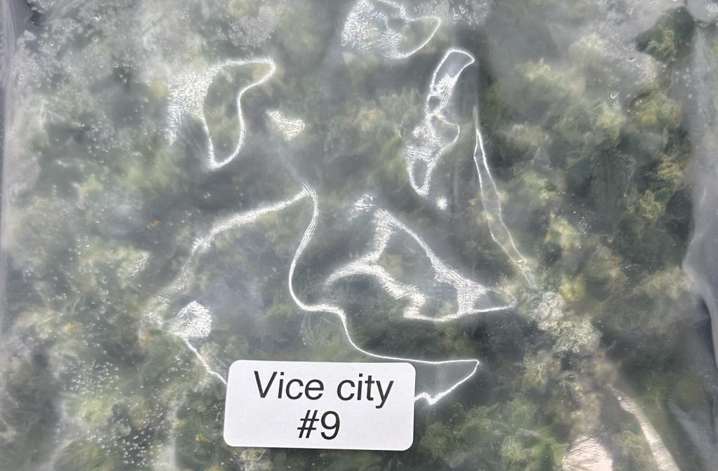 Bag Full With Fresh Frozen Cannabis