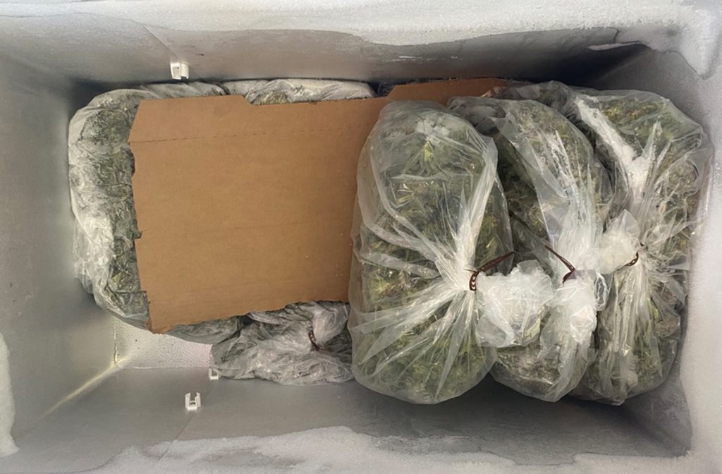 Fresh Frozen Cannabis In Cooler