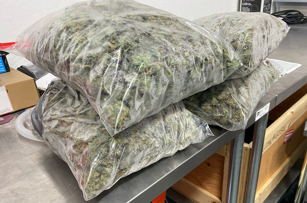 Bagged Fresh Frozen Cannabis
